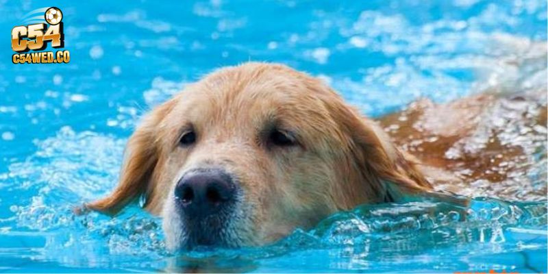 Bạn trải qua giấc mộng nằm mơ thấy chó bơi dưới nước